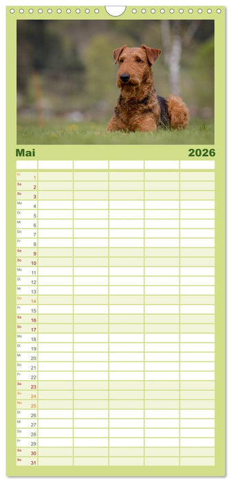 Airedale-Terrier, was sonst! (CALVENDO Familienplaner 2026)