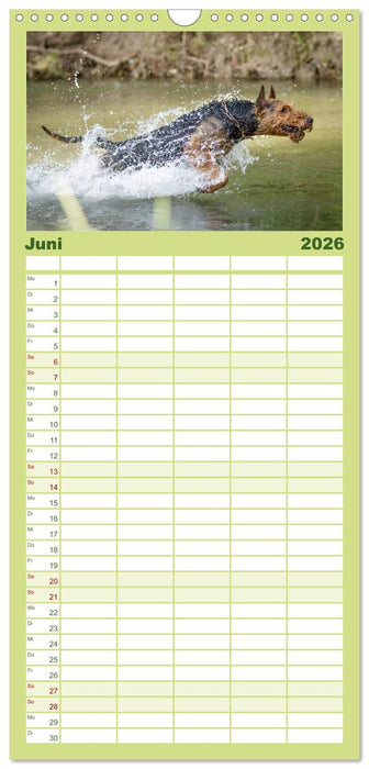 Airedale-Terrier, was sonst! (CALVENDO Familienplaner 2026)