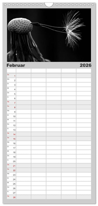 Pusteblume - Impressionen in schwarzweiß (CALVENDO Familienplaner 2026)