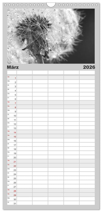 Pusteblume - Impressionen in schwarzweiß (CALVENDO Familienplaner 2026)