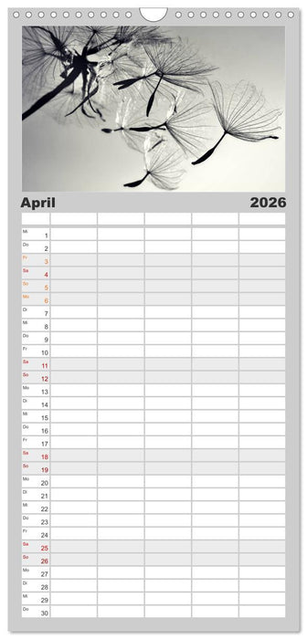 Pusteblume - Impressionen in schwarzweiß (CALVENDO Familienplaner 2026)
