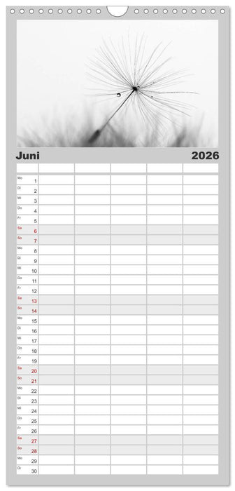 Pusteblume - Impressionen in schwarzweiß (CALVENDO Familienplaner 2026)