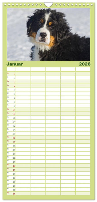 Treuer Freund Berner Sennenhund (CALVENDO Familienplaner 2026)