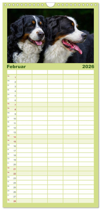 Treuer Freund Berner Sennenhund (CALVENDO Familienplaner 2026)