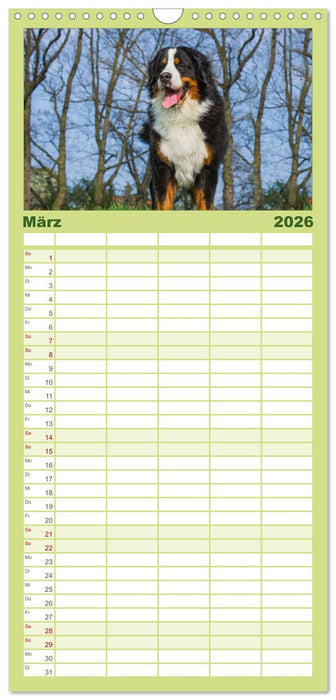 Treuer Freund Berner Sennenhund (CALVENDO Familienplaner 2026)