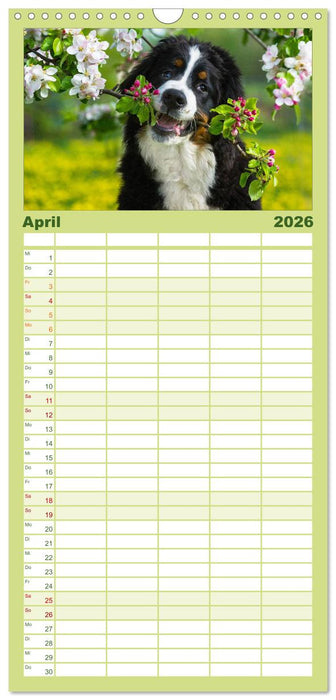 Treuer Freund Berner Sennenhund (CALVENDO Familienplaner 2026)