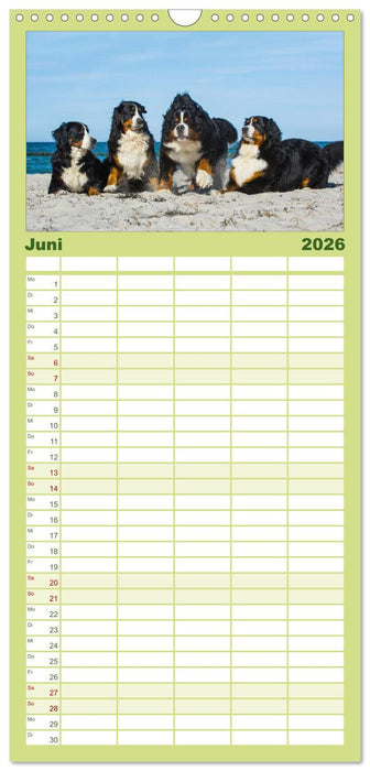 Treuer Freund Berner Sennenhund (CALVENDO Familienplaner 2026)