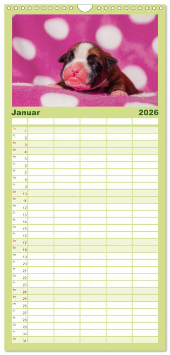 Wenn ich groß bin werd' ich Boxer (CALVENDO Familienplaner 2026)