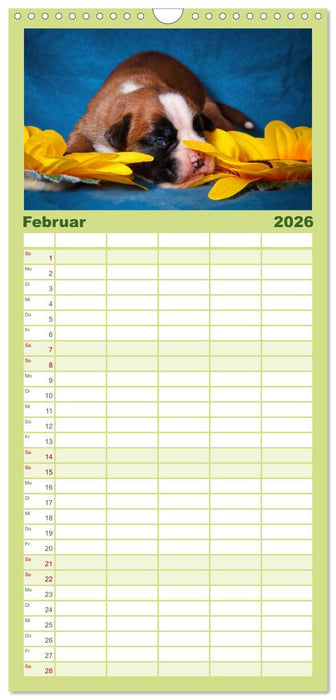 Wenn ich groß bin werd' ich Boxer (CALVENDO Familienplaner 2026)