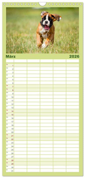 Wenn ich groß bin werd' ich Boxer (CALVENDO Familienplaner 2026)