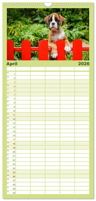 Wenn ich groß bin werd' ich Boxer (CALVENDO Familienplaner 2026)