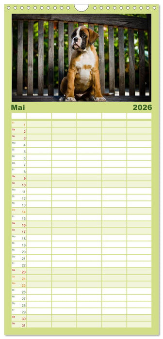 Wenn ich groß bin werd' ich Boxer (CALVENDO Familienplaner 2026)