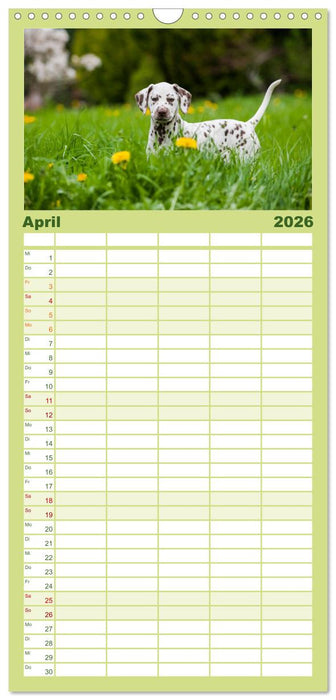 Dalmatiner (CALVENDO Familienplaner 2026)