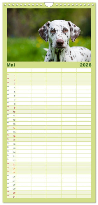 Dalmatiner (CALVENDO Familienplaner 2026)