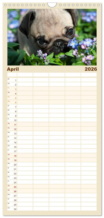 Mops (CALVENDO Familienplaner 2026)