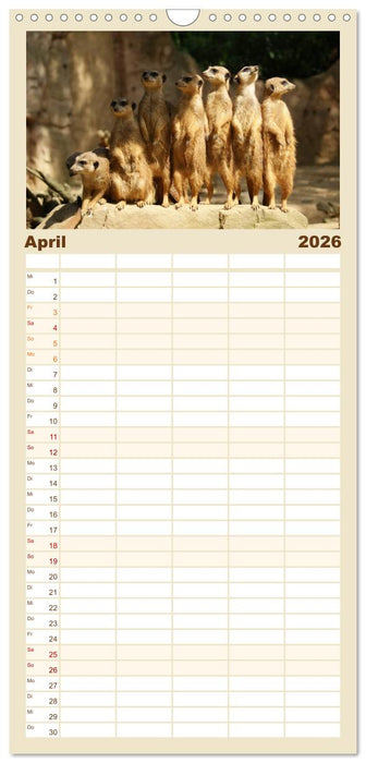 Erdmännchen: Zusammen sind wir stark (CALVENDO Familienplaner 2026)