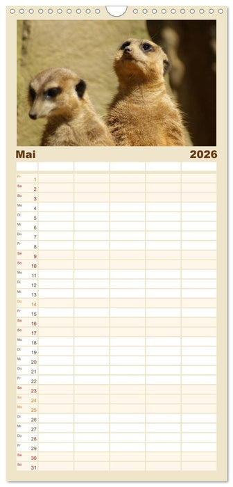 Erdmännchen: Zusammen sind wir stark (CALVENDO Familienplaner 2026)