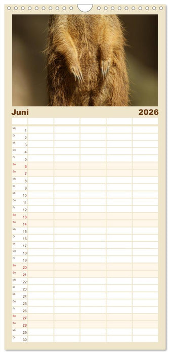 Erdmännchen: Zusammen sind wir stark (CALVENDO Familienplaner 2026)