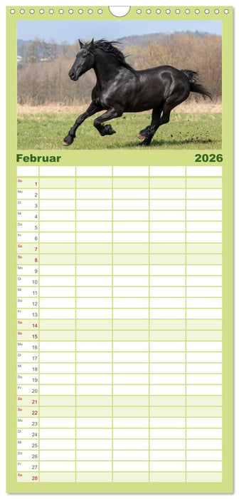 Friesen - Schönheit, Kraft und Eleganz (CALVENDO Familienplaner 2026)