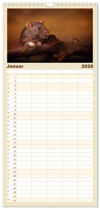 Ratten. Die große Welt der kleinen Nager (CALVENDO Familienplaner 2026)