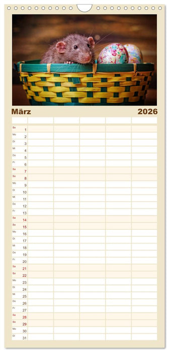 Ratten. Die große Welt der kleinen Nager (CALVENDO Familienplaner 2026)