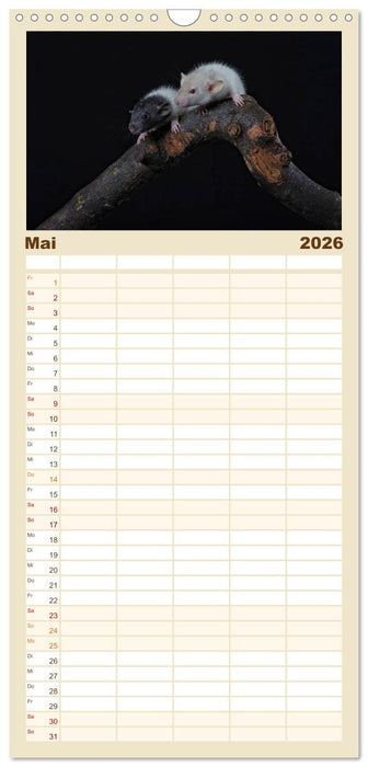 Ratten. Die große Welt der kleinen Nager (CALVENDO Familienplaner 2026)