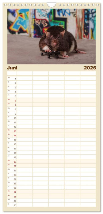 Ratten. Die große Welt der kleinen Nager (CALVENDO Familienplaner 2026)