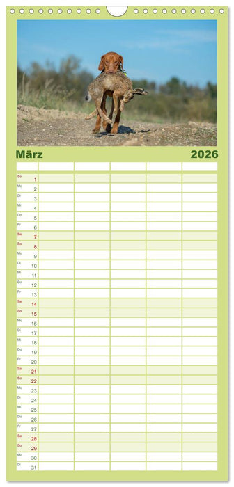 Jagdhunde bei der Arbeit (CALVENDO Familienplaner 2026)