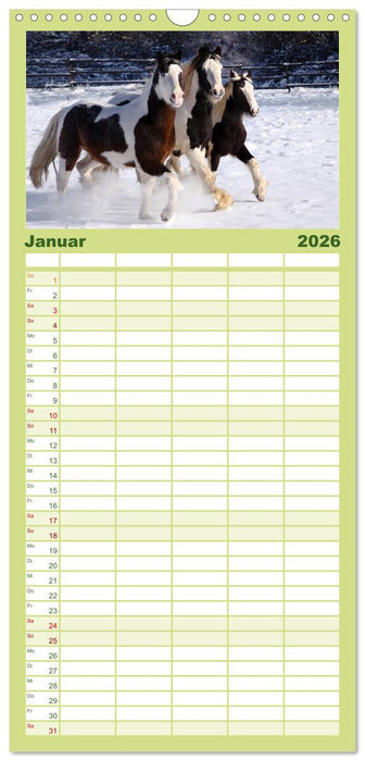 Irish Tinker (CALVENDO Familienplaner 2026)