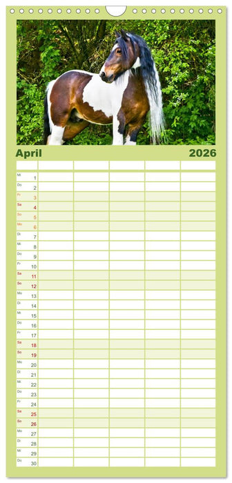 Irish Tinker (CALVENDO Familienplaner 2026)