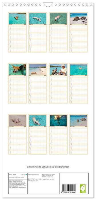 Schwimmende Schweine auf den Bahamas! (CALVENDO Familienplaner 2026)