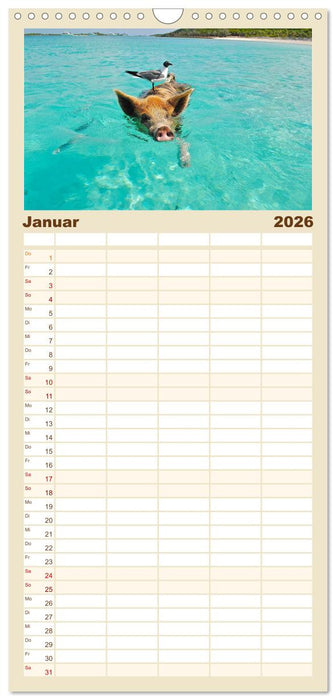 Schwimmende Schweine auf den Bahamas! (CALVENDO Familienplaner 2026)