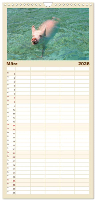 Schwimmende Schweine auf den Bahamas! (CALVENDO Familienplaner 2026)