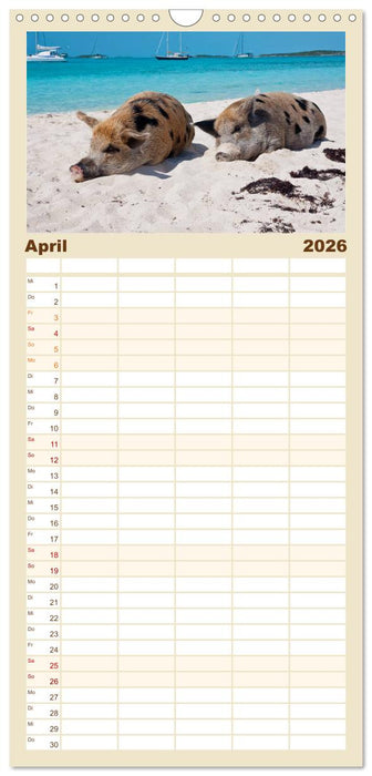 Schwimmende Schweine auf den Bahamas! (CALVENDO Familienplaner 2026)