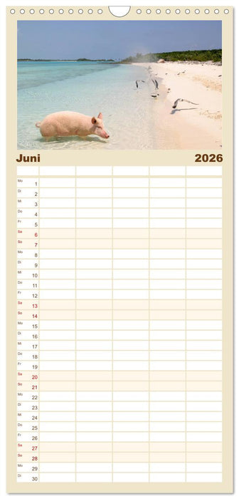 Schwimmende Schweine auf den Bahamas! (CALVENDO Familienplaner 2026)