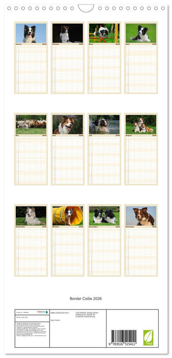 Border Collie 2026 (CALVENDO Familienplaner 2026)
