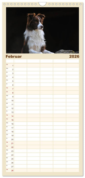 Border Collie 2026 (CALVENDO Familienplaner 2026)