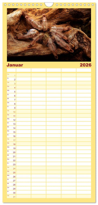 Vogelspinnen - Tarantulas (CALVENDO Familienplaner 2026)