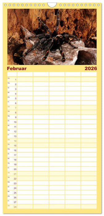 Vogelspinnen - Tarantulas (CALVENDO Familienplaner 2026)