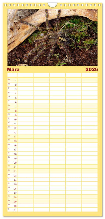 Vogelspinnen - Tarantulas (CALVENDO Familienplaner 2026)