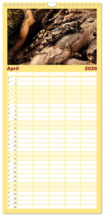 Vogelspinnen - Tarantulas (CALVENDO Familienplaner 2026)