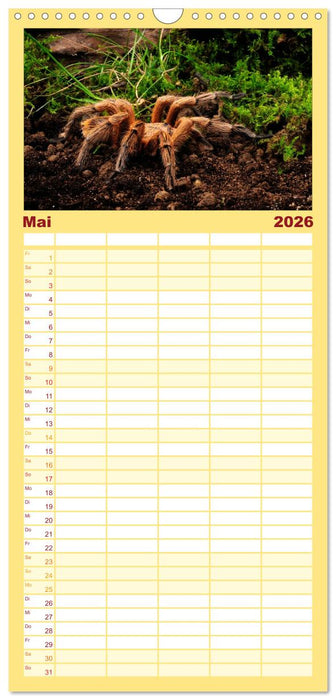 Vogelspinnen - Tarantulas (CALVENDO Familienplaner 2026)