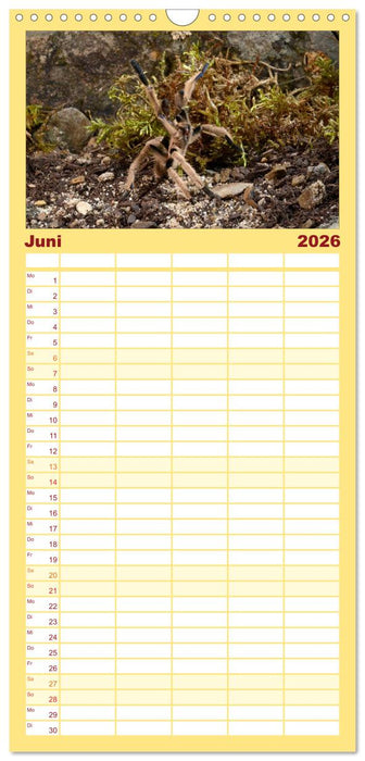 Vogelspinnen - Tarantulas (CALVENDO Familienplaner 2026)