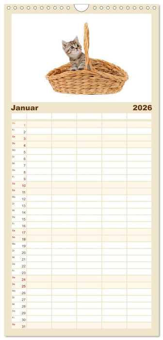Katzenbabys (CALVENDO Familienplaner 2026)