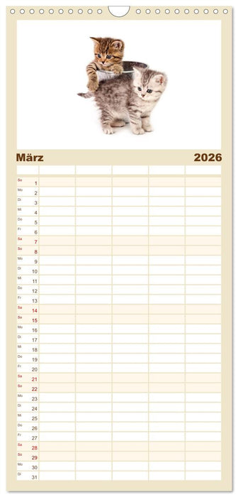 Katzenbabys (CALVENDO Familienplaner 2026)