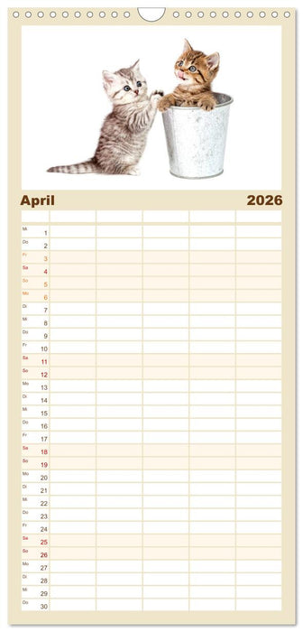 Katzenbabys (CALVENDO Familienplaner 2026)