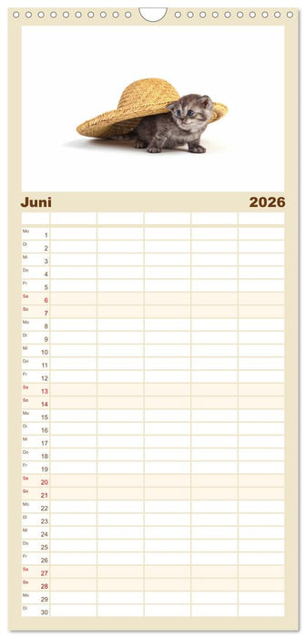 Katzenbabys (CALVENDO Familienplaner 2026)