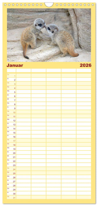 Lustige Erdmännchen (CALVENDO Familienplaner 2026)
