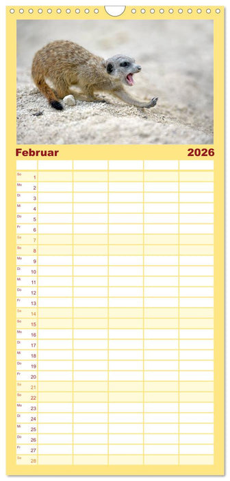Lustige Erdmännchen (CALVENDO Familienplaner 2026)