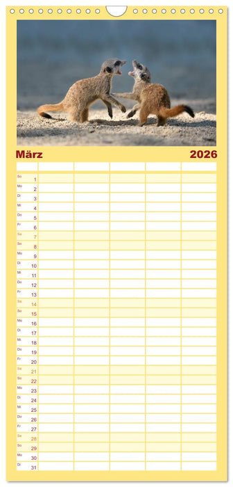 Lustige Erdmännchen (CALVENDO Familienplaner 2026)
